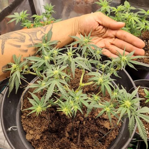 Melissa Bomb growlog timeline photo