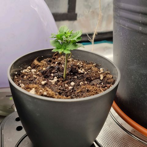 Her name's Bruciepoo growlog timeline photo