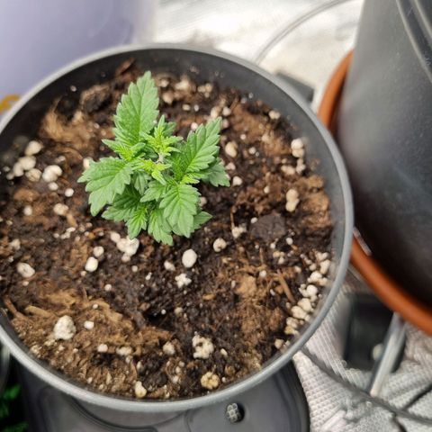Her name's Bruciepoo growlog timeline photo