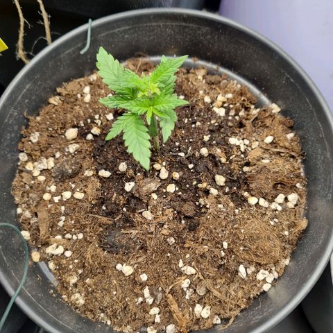 It's Brittney Biscotti Bitch growlog timeline photo