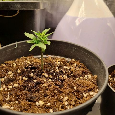 It's Brittney Biscotti Bitch growlog timeline photo