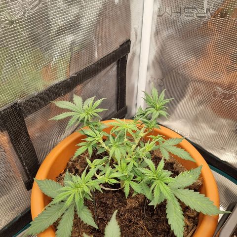 Patricia's Bitch Ass growlog timeline photo