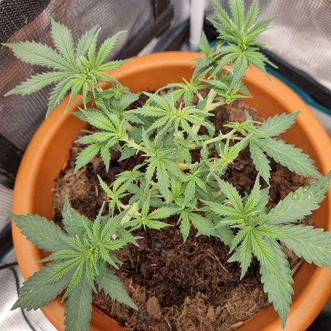 Patricia's Bitch Ass growlog timeline photo