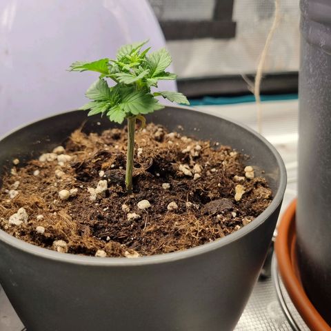 Her name's Bruciepoo growlog timeline photo