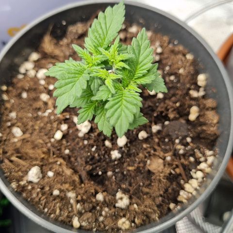 Her name's Bruciepoo growlog timeline photo