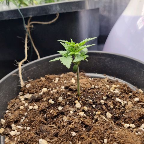 It's Brittney Biscotti Bitch growlog timeline photo