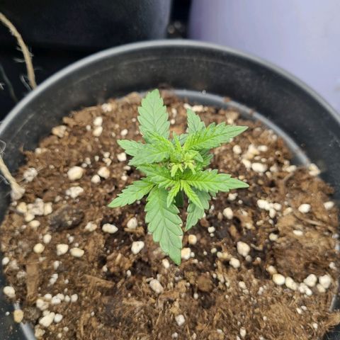 It's Brittney Biscotti Bitch growlog timeline photo