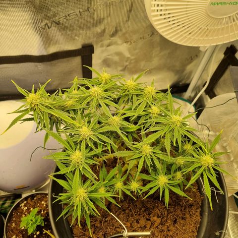 Bettii growlog timeline photo