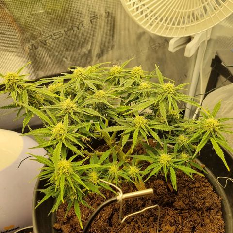 Bettii growlog timeline photo
