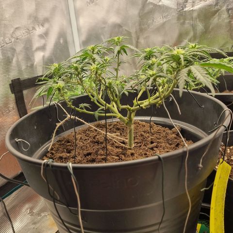 Melissa Bomb growlog timeline photo