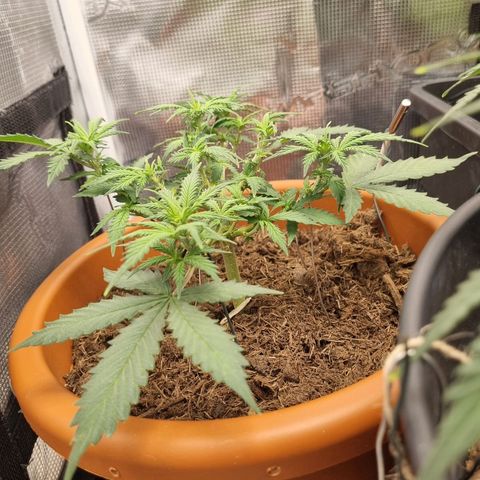 Patricia's Bitch Ass growlog timeline photo