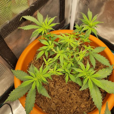 Patricia's Bitch Ass growlog timeline photo