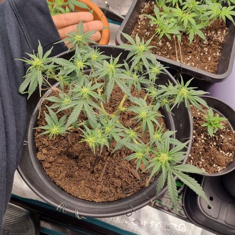 Melissa Bomb growlog timeline photo