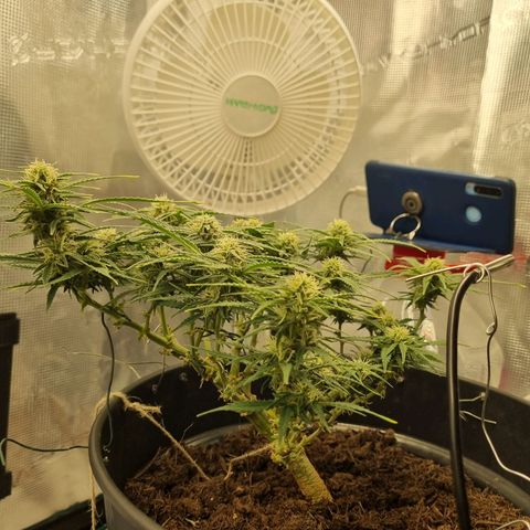 Bettii growlog timeline photo