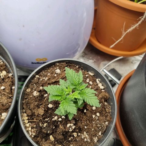 Her name's Bruciepoo growlog timeline photo