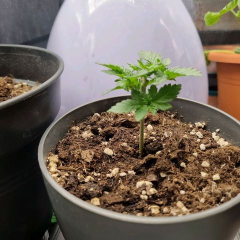 Her name's Bruciepoo growlog timeline photo