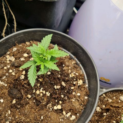 It's Brittney Biscotti Bitch growlog timeline photo