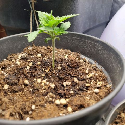 It's Brittney Biscotti Bitch growlog timeline photo