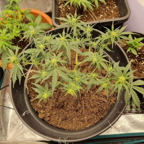 Melissa Bomb growlog timeline photo