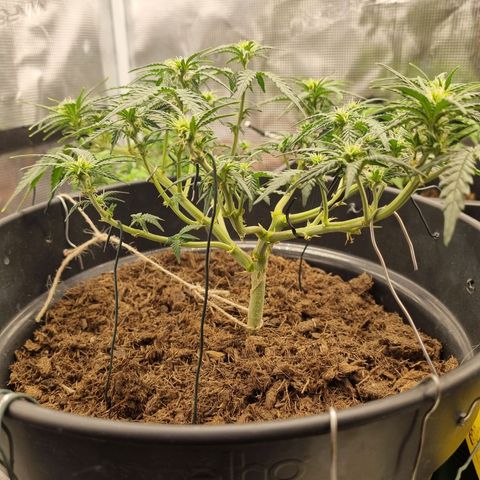 Melissa Bomb growlog timeline photo