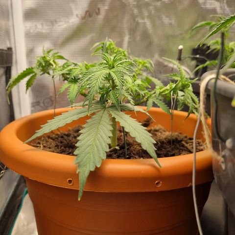 Patricia's Bitch Ass growlog timeline photo