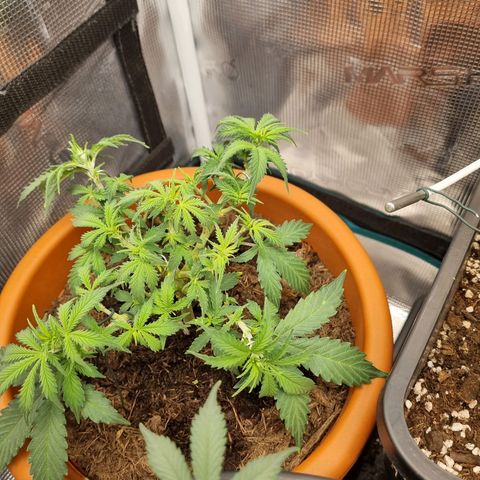 Patricia's Bitch Ass growlog timeline photo