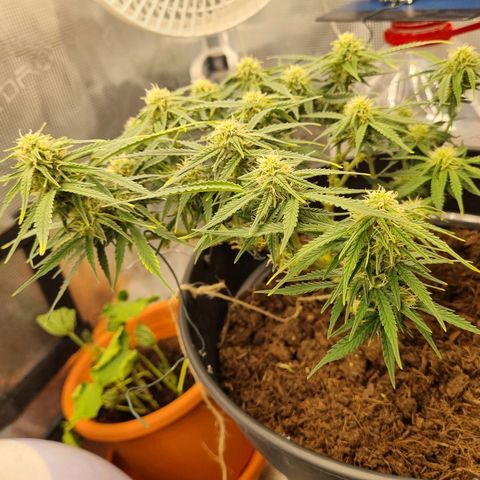 Bettii growlog timeline photo