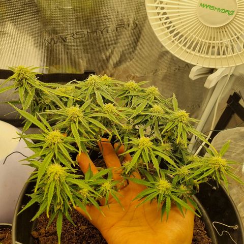 Bettii growlog timeline photo