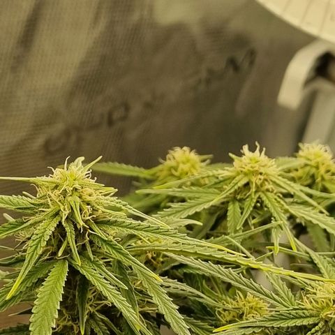 Bettii growlog timeline photo