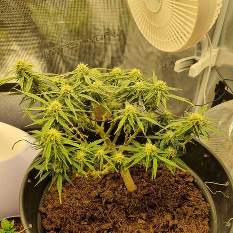 Bettii growlog timeline photo