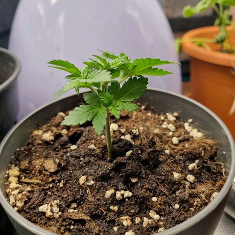Her name's Bruciepoo growlog timeline photo