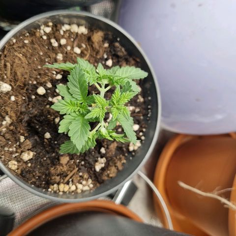 Her name's Bruciepoo growlog timeline photo