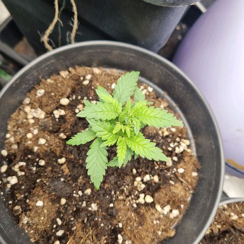 It's Brittney Biscotti Bitch growlog timeline photo