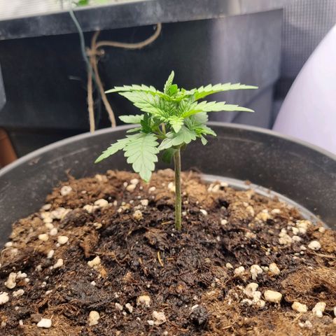 It's Brittney Biscotti Bitch growlog timeline photo