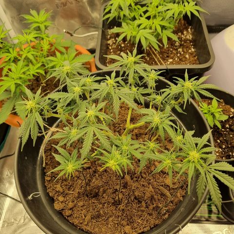 Melissa Bomb growlog timeline photo