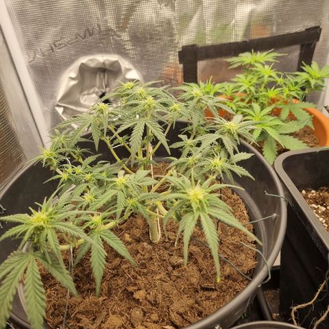 Melissa Bomb growlog timeline photo