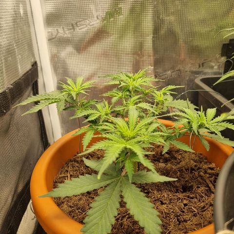 Patricia's Bitch Ass growlog timeline photo