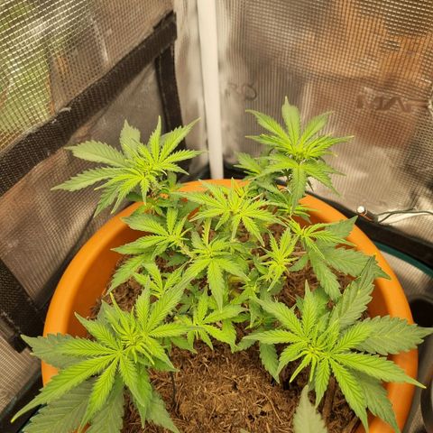 Patricia's Bitch Ass growlog timeline photo