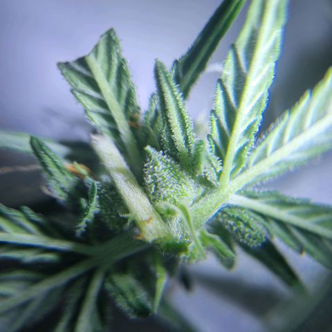 Bettii growlog timeline photo