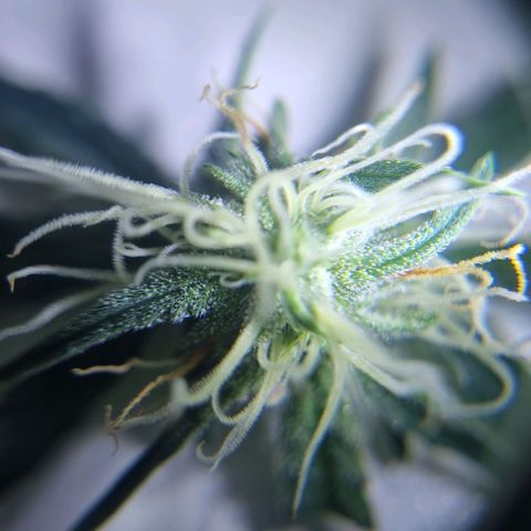 Bettii growlog timeline photo