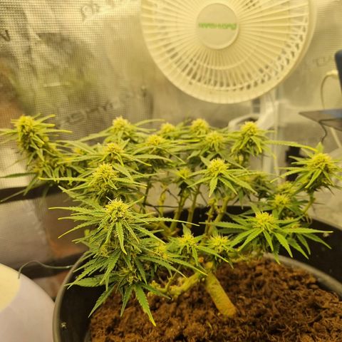 Bettii growlog timeline photo