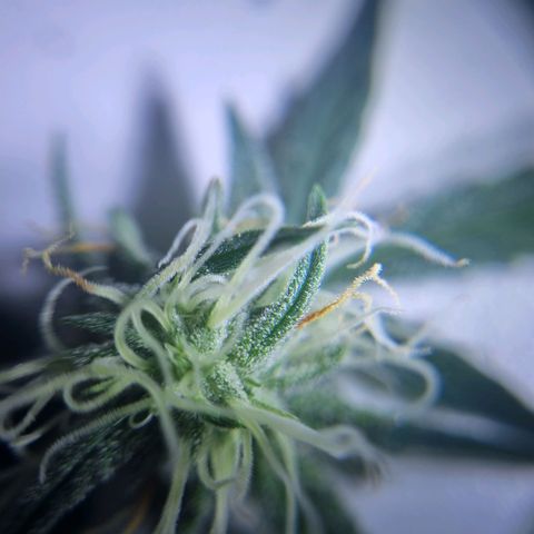 Bettii growlog timeline photo