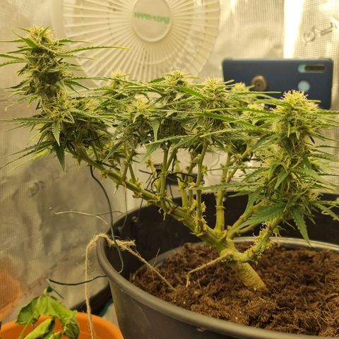 Bettii growlog timeline photo
