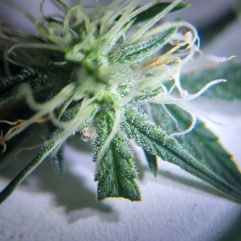 Bettii growlog timeline photo