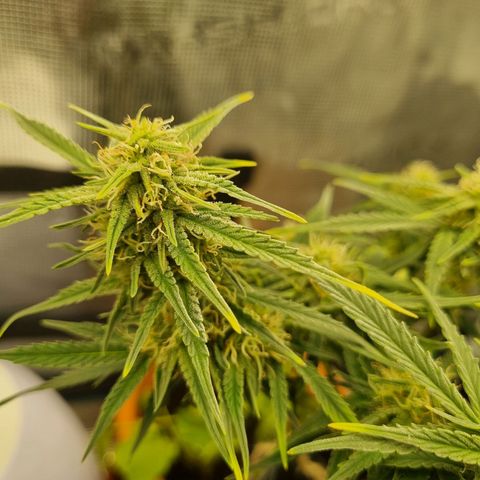 Bettii growlog timeline photo