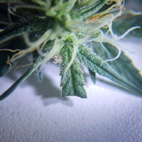 Bettii growlog timeline photo