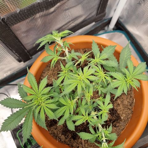 Patricia's Bitch Ass growlog timeline photo