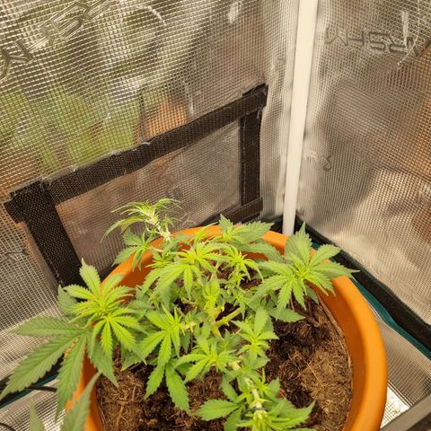 Patricia's Bitch Ass growlog timeline photo