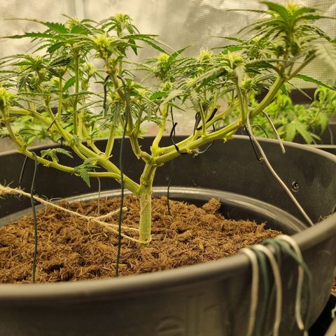 Melissa Bomb growlog photo: I'm counting 8 big (relative term) bud sites, the mainline I'd say was a success for my first attempt at it. 