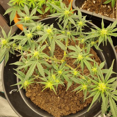 Melissa Bomb growlog photo: I'm counting 8 big (relative term) bud sites, the mainline I'd say was a success for my first attempt at it. 